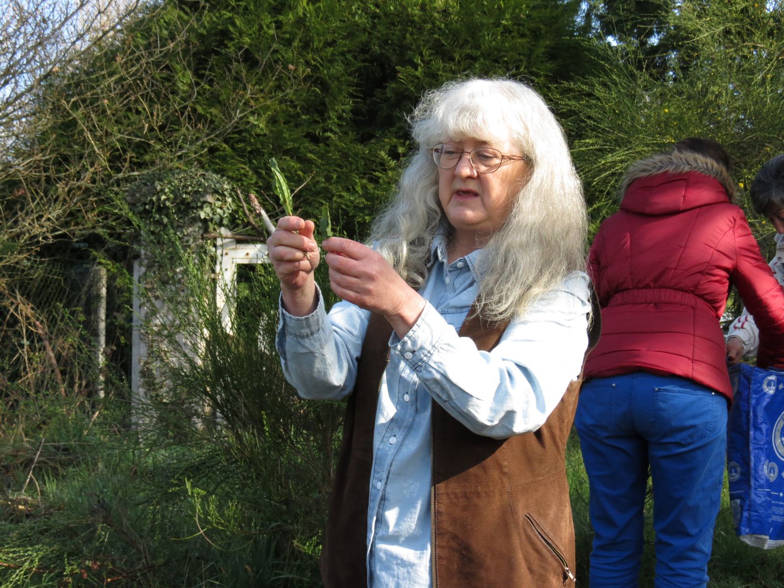 Oseille des prés 8512